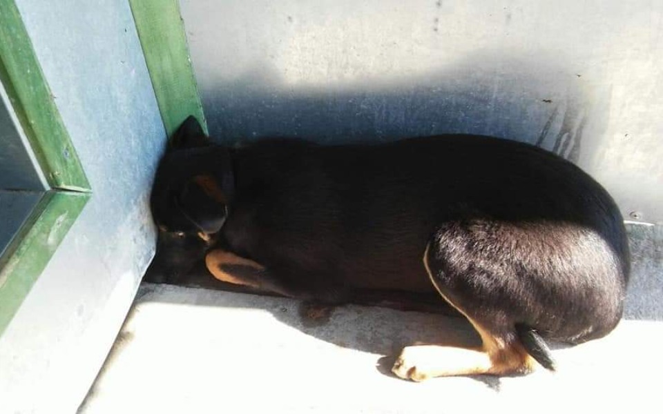 Zbiórka Wyjście zza schroniskowych krat - zdjęcie główne