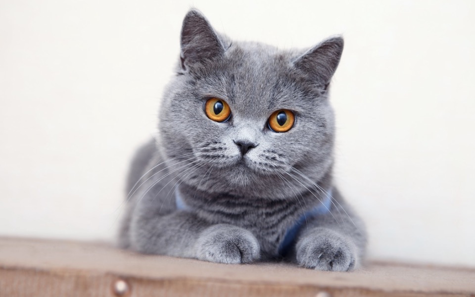 
        Zbiórka Prośba o ratunek - zdjęcie główne
    