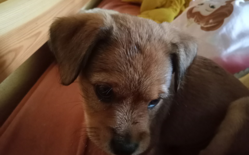 
        Zbiórka Pomoc bezdomnego pieska - zdjęcie główne
    