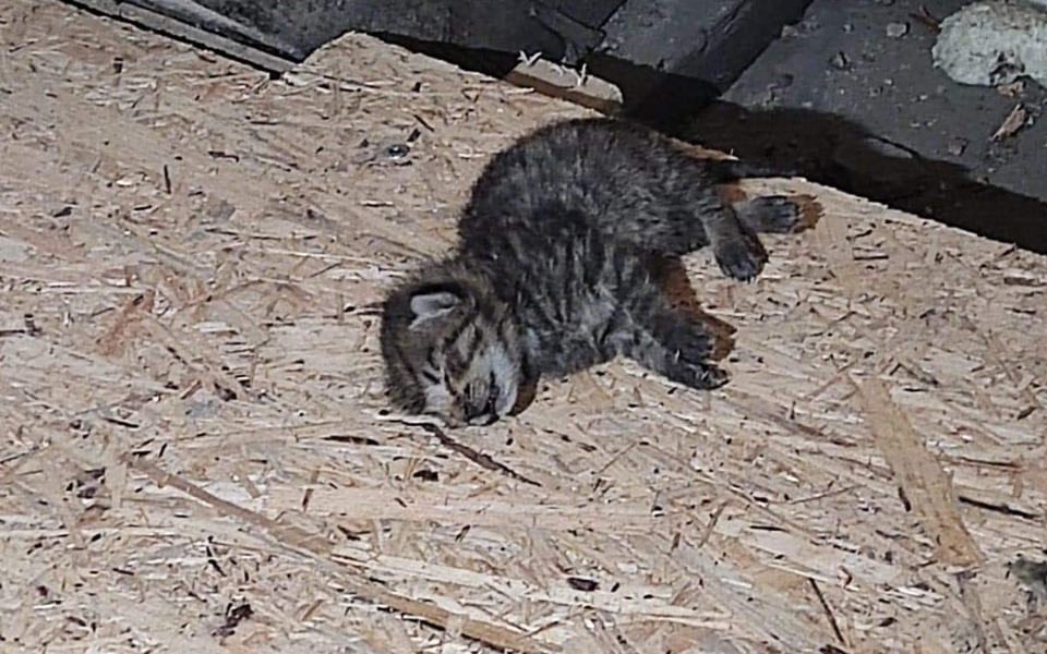 
        Zbiórka Na pomoc kotom z Tczewa - zdjęcie główne
    