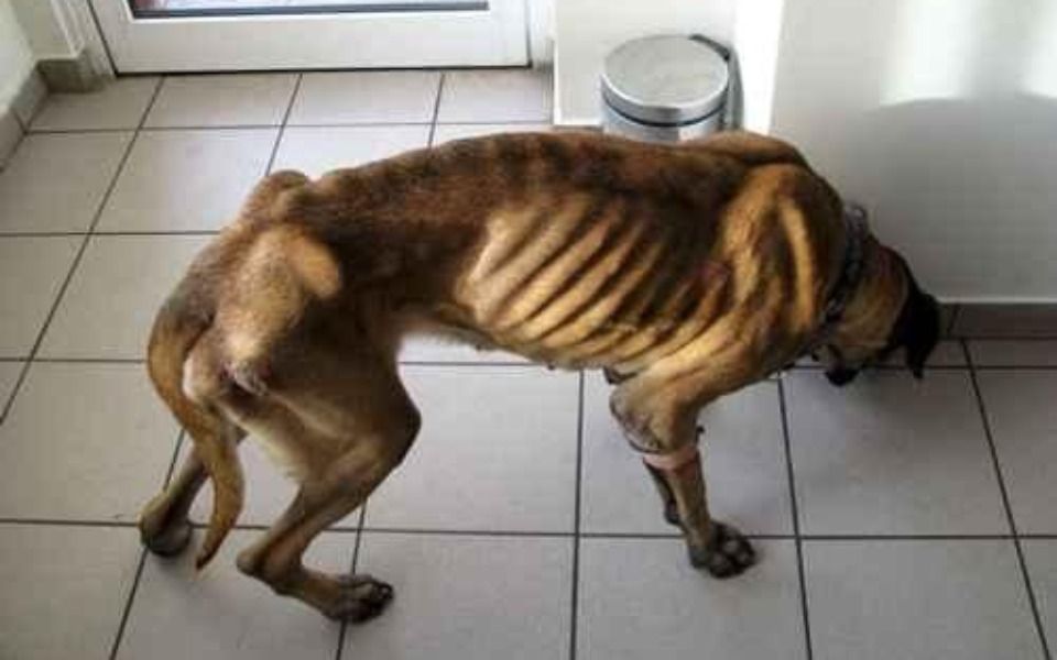 
        Zbiórka Pomóż bezdomnym zwierzętom2 - zdjęcie główne
    