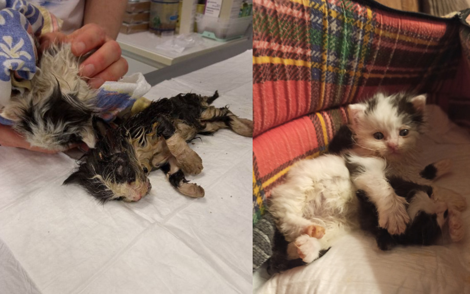 
        Zbiórka Nie daliśmy się utopić - zdjęcie główne
    