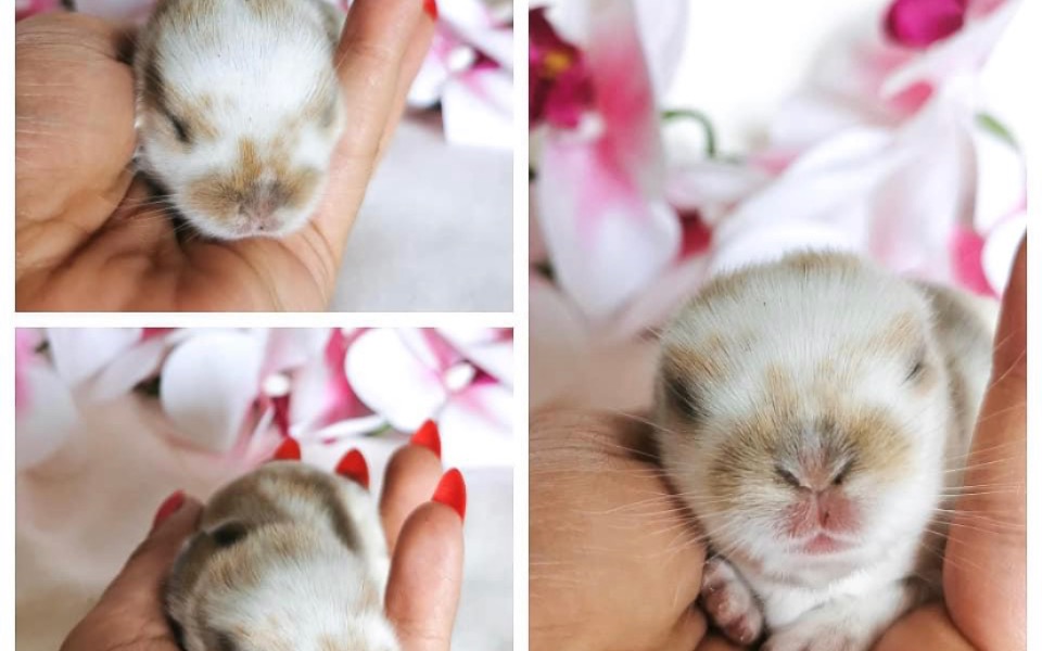 
        Zbiórka Na króliki żeby miały dobre waru - zdjęcie główne
    