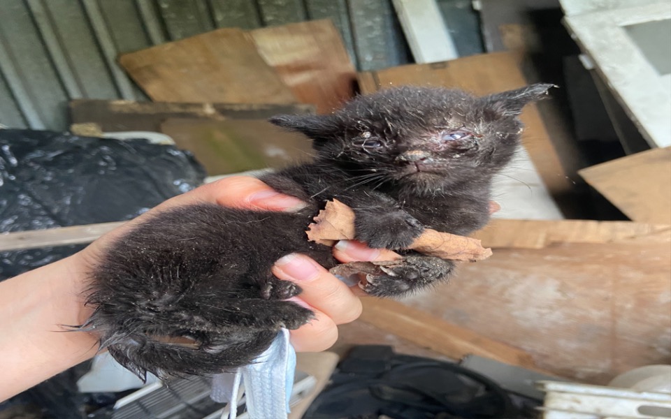 
        Zbiórka Kociaki z kocim katarem - zdjęcie główne
    