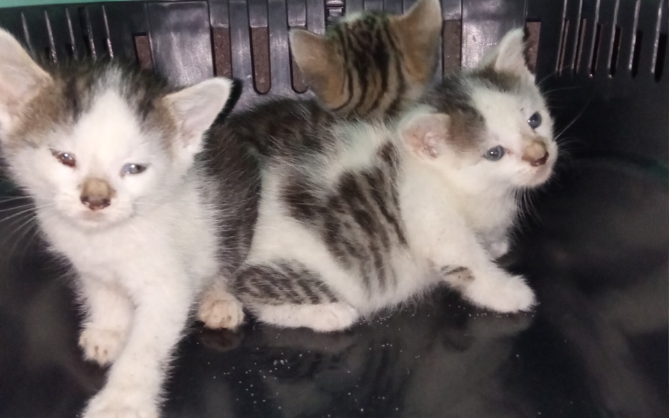 
        Zbiórka Ratujemy kocią tragedię - zdjęcie główne
    