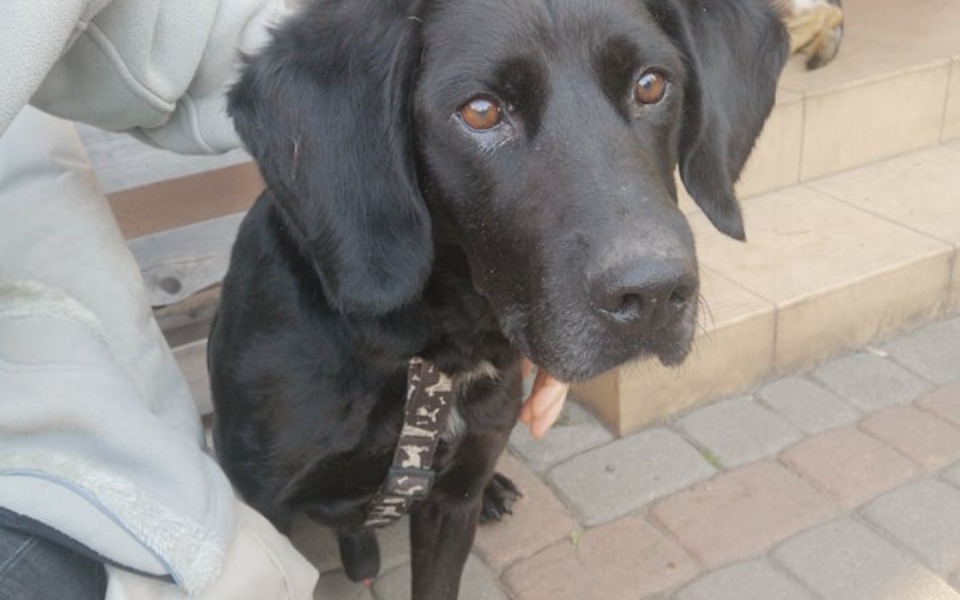 
        Zbiórka Biedny Shaggi prosi o wsparie - zdjęcie główne
    