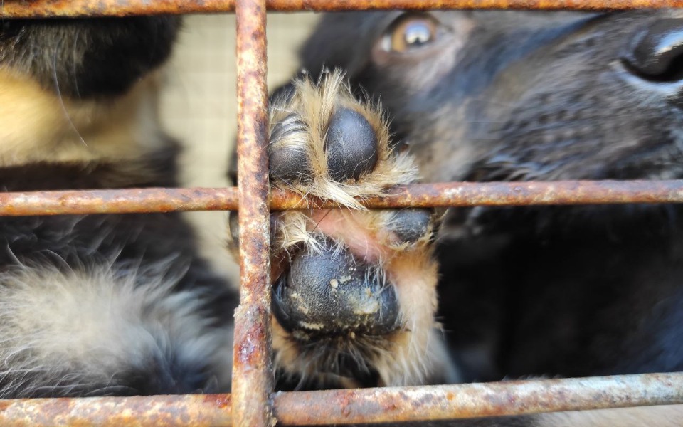 
        Zbiórka 63 psy wyrwane z piekła - zdjęcie główne
    