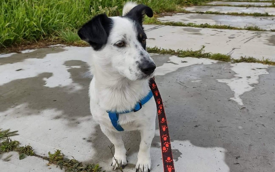 Pies na smyczy, stojący na chodniku w zielonym otoczeniu.