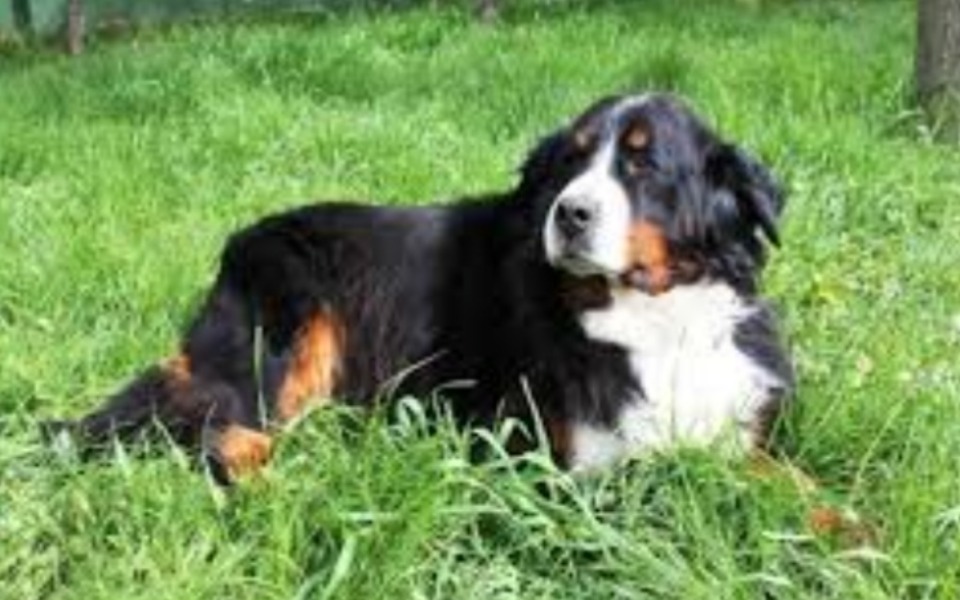 
        Zbiórka jedzenie i zabawki dla zwierząt - zdjęcie główne
    