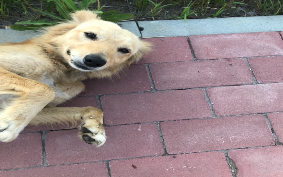 
        Zbiórka Nie zostawiajmy jej bez pomocy. - zdjęcie główne
    