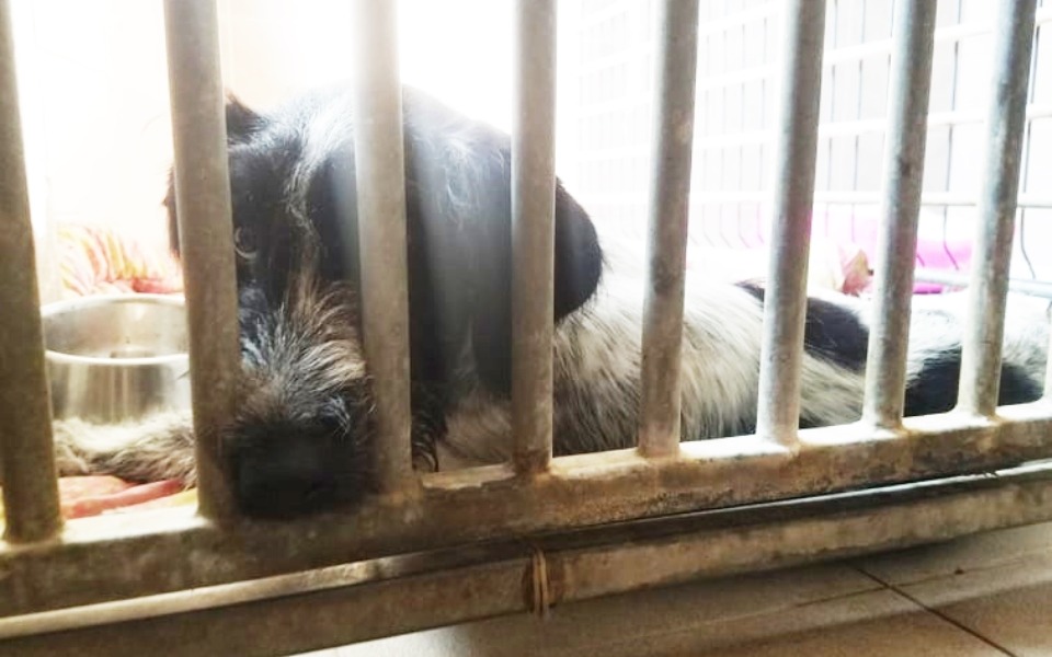 
        Zbiórka NA ZDROWE łapki Harrego - zdjęcie główne
    