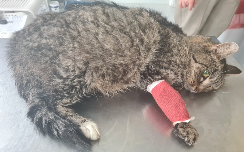 
        Zbiórka Opowieść o kotach Prezesowej - zdjęcie główne
    