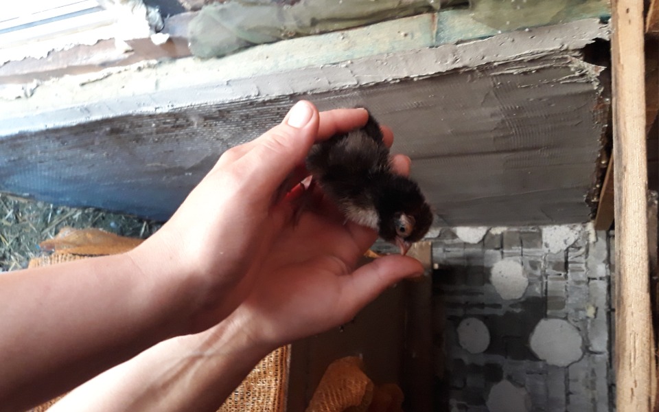 
        Zbiórka Na kurnik z pasją - zdjęcie główne
    