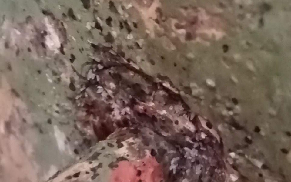 
        Zbiórka Pluskwy w domu potrzebujemy pomo - zdjęcie główne
    