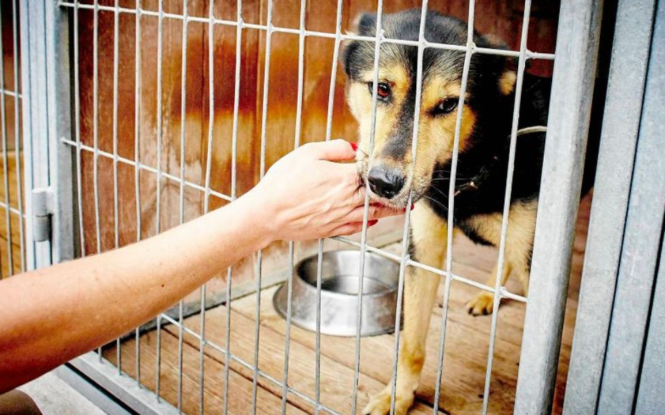 
        Zbiórka Na schronisko zwierzęce - zdjęcie główne
    