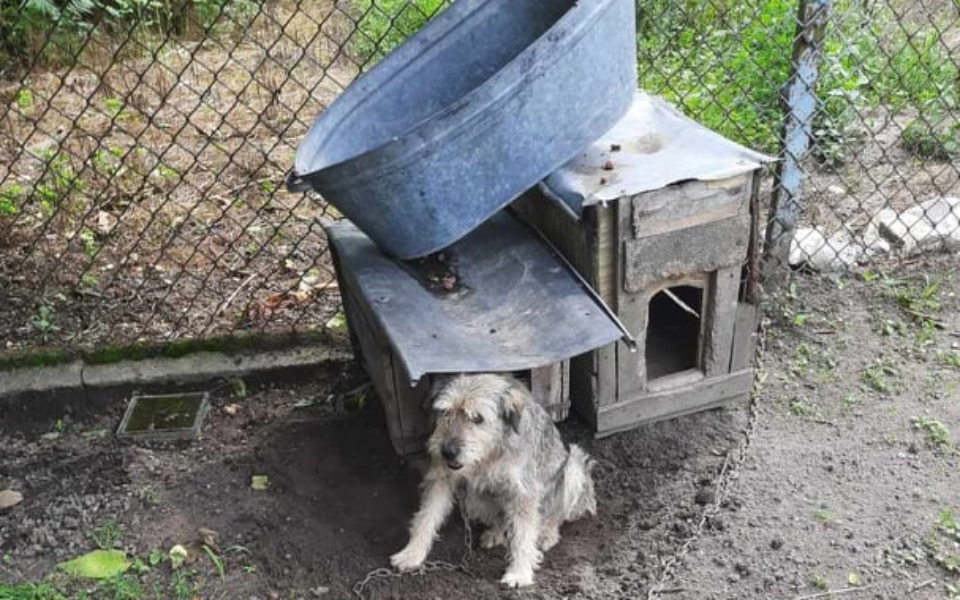 
        Zbiórka Moje psie życie w Waszych rękach - zdjęcie główne
    