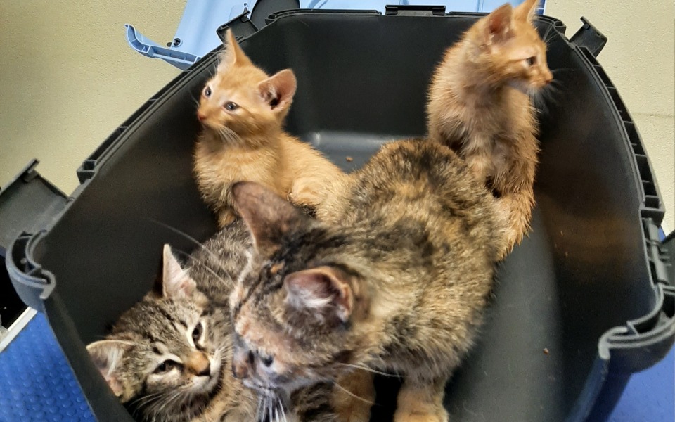 
        Zbiórka Koty niczyje... - zdjęcie główne
    