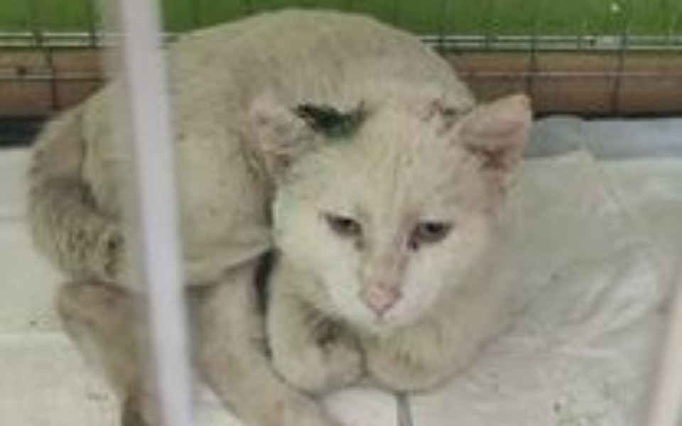 
        Zbiórka Dla Nijaka Białaska - zdjęcie główne
    