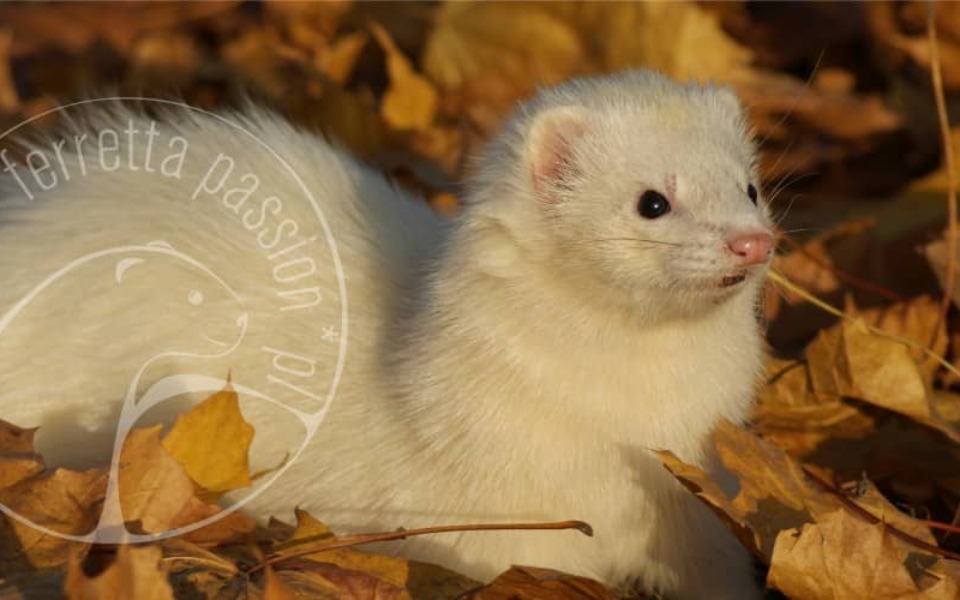 
        Zbiórka Moja wymażona fredka - zdjęcie główne
    