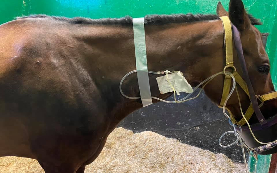 
        Zbiórka Zbiórka zakończonaPomoc Mundkowi - zdjęcie główne
    