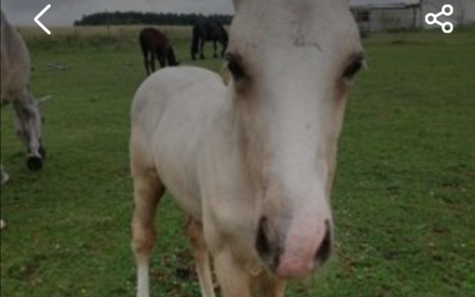 
        Zbiórka Zbieram na źrebaka proszę o pomc - zdjęcie główne
    