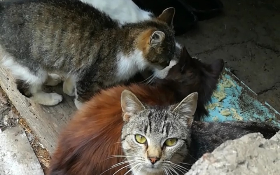 
        Zbiórka Karma dla dzikich kotów - zdjęcie główne
    