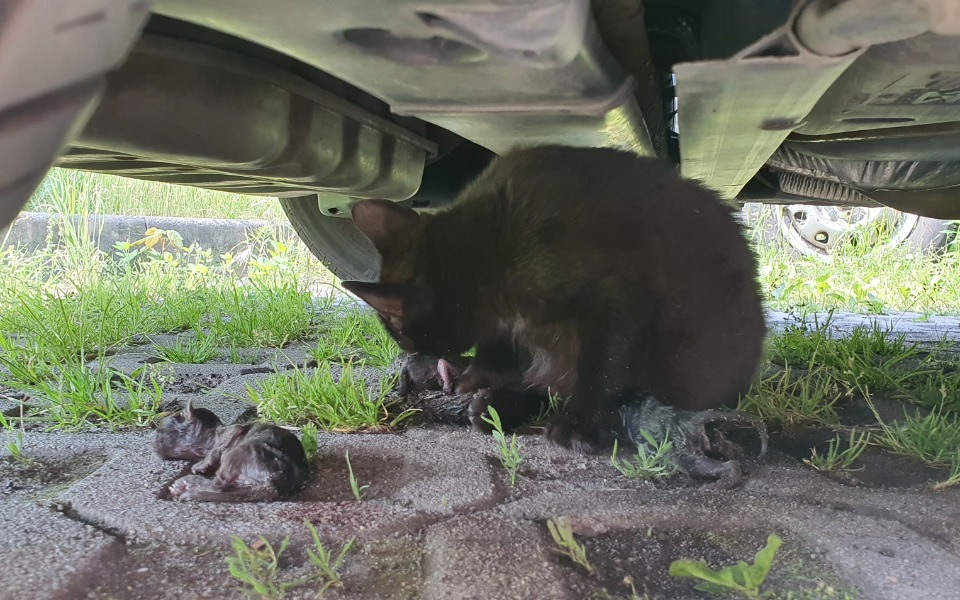 
        Zbiórka Pomaganie bezdomnym kotom - zdjęcie główne
    