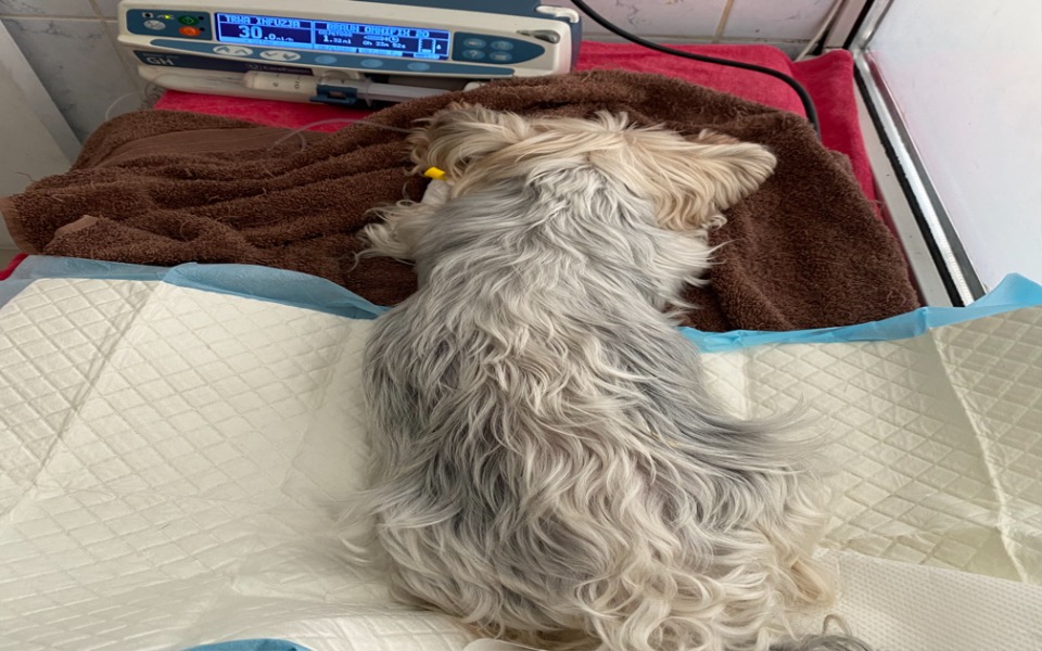 Zbiórka Na leczenie Lesia - zdjęcie główne