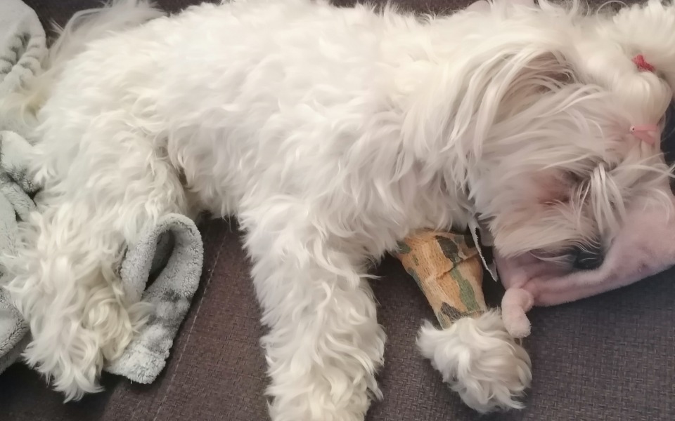 
        Zbiórka Operacja miednicy malutkiej Kiki - zdjęcie główne
    