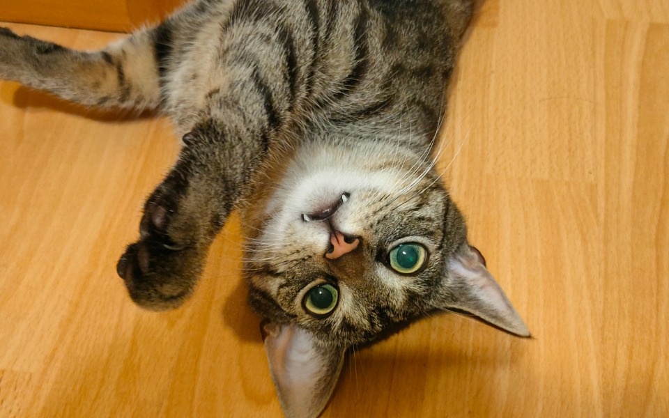 
        Zbiórka Operacja złożenia nogi kotka - zdjęcie główne
    