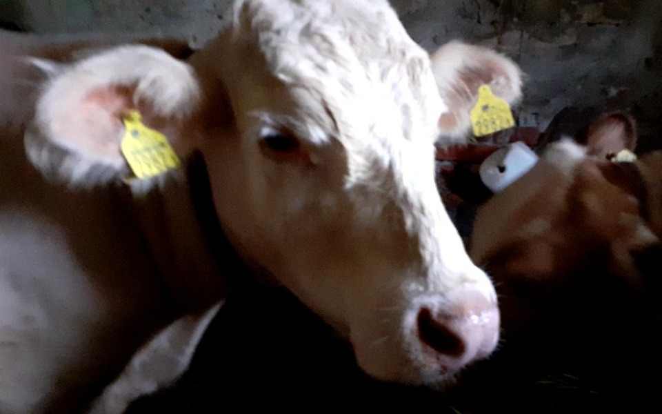 
        Zbiórka Ogrodzenie dla krówek - zdjęcie główne
    