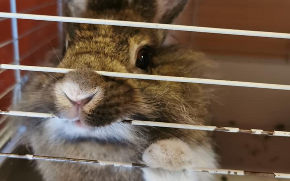 
        Zbiórka Pomóż nam dalej pomagać królikom - zdjęcie główne
    