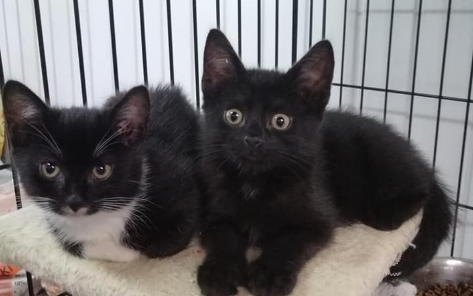 
        Zbiórka Karma dla kocich podopiecznych - zdjęcie główne
    