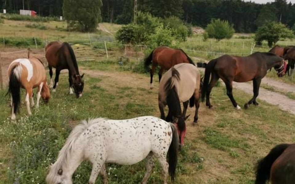 Zbiórka Na kowala dla naszych dzieciaków - zdjęcie główne
