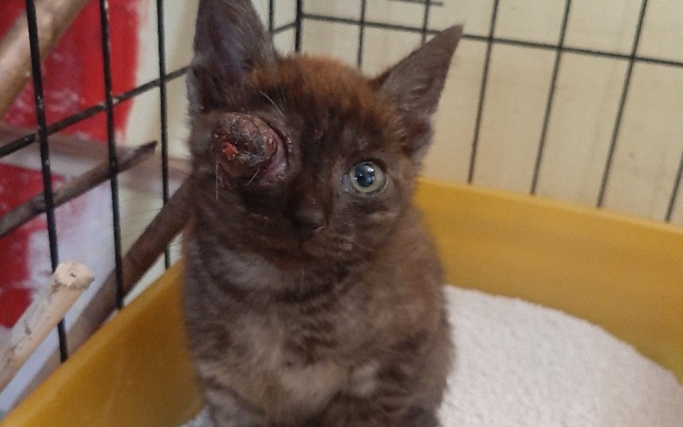 
        Kotek z uszkodzeniem oka, potrzebujący pomocy weterynaryjnej.
    