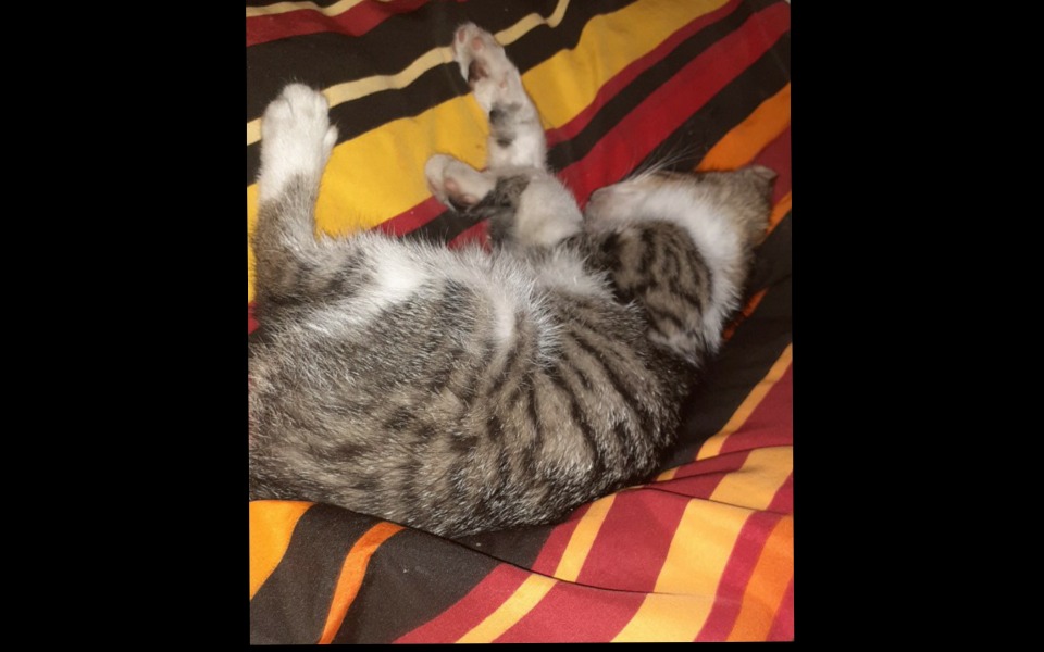 
        Zbiórka Pomoc dla kota - Niuni - zdjęcie główne
    