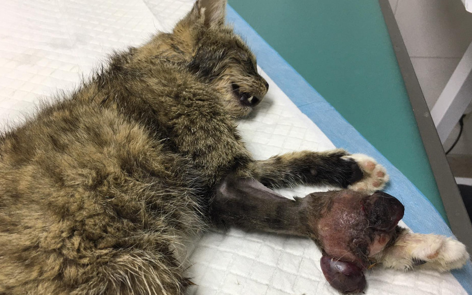 
        Zbiórka Nigella - zdjęcie główne
    