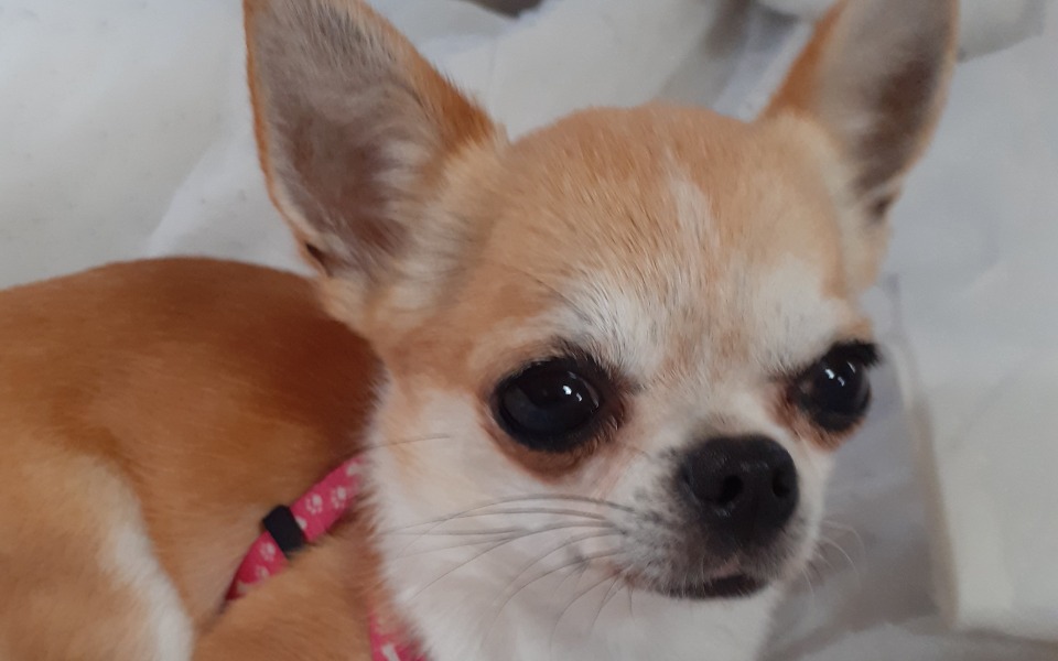 
        Zbiórka Na nowego psa opis zbiórki - zdjęcie główne
    