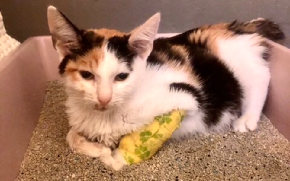 
        Zbiórka Plum walczy z FIP - pomóż - zdjęcie główne
    