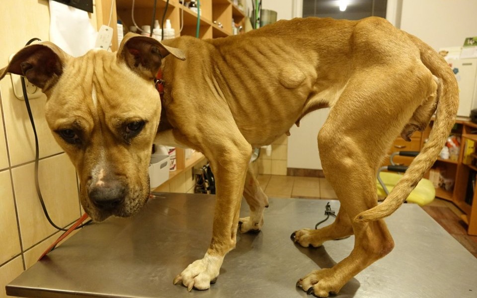 
        Zbiórka Karma dla zwierząt. Pomóżcie. - zdjęcie główne
    