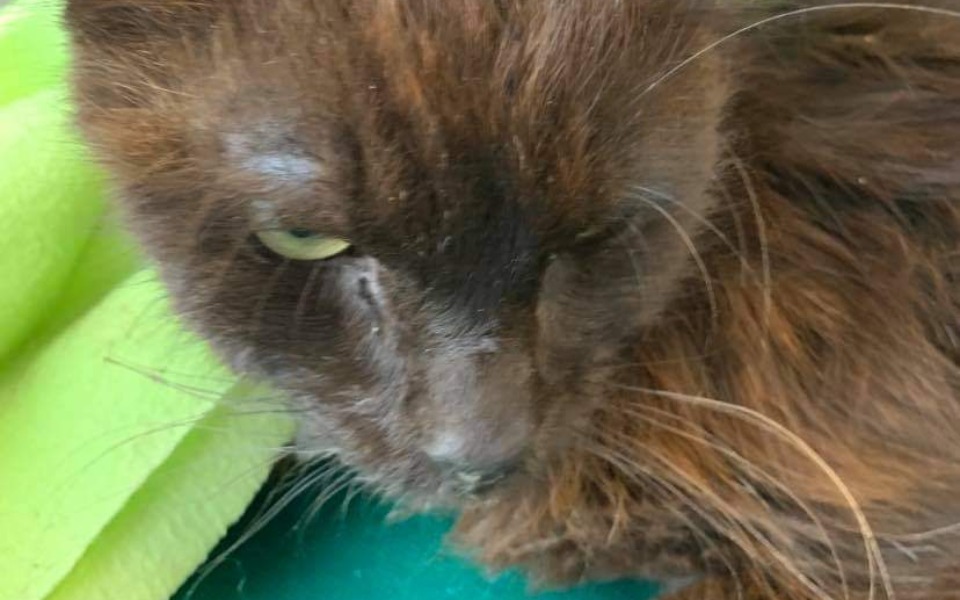 
        Zbiórka Bezdomny Maksio walczy o życie - zdjęcie główne
    