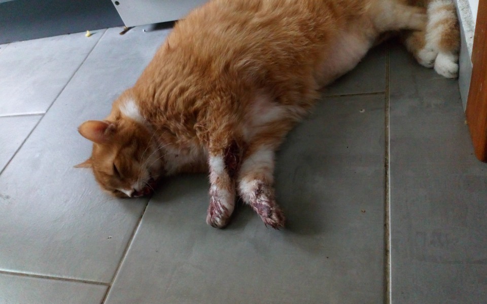 
        Zbiórka Kot jest bardzo w złym stanie - zdjęcie główne
    