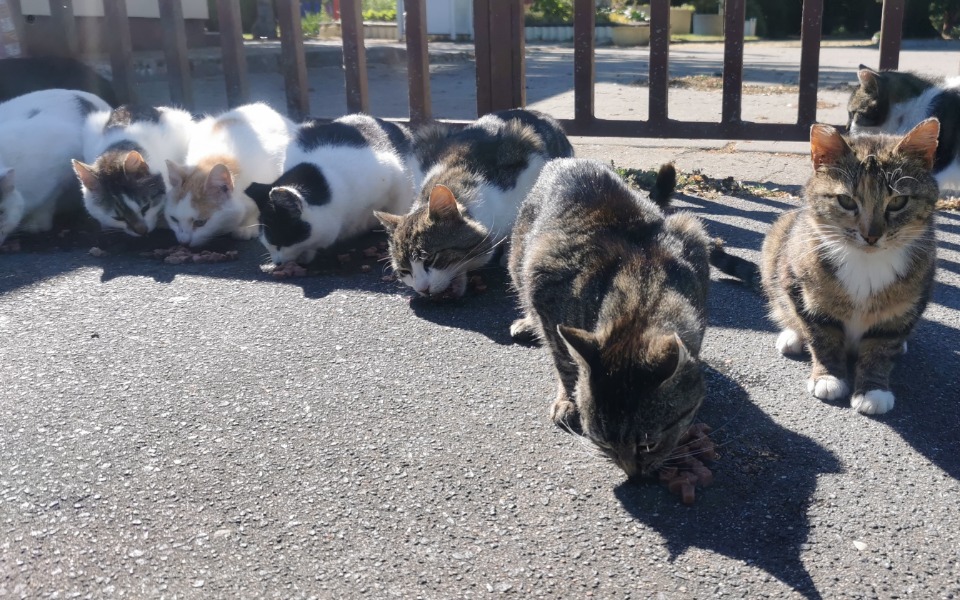 
        Zbiórka Pomóż nam ratować ich życie. - zdjęcie główne
    