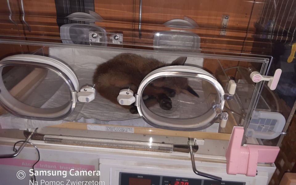 Zbiórka Na koncentrator tlenu - zdjęcie główne