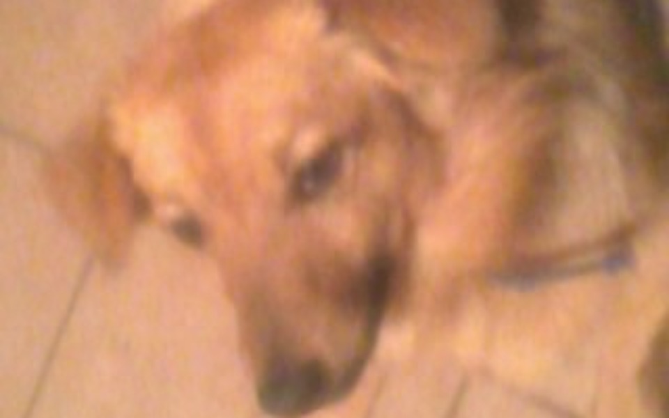 
        Zbiórka Leczenie pupila po wypadku - zdjęcie główne
    