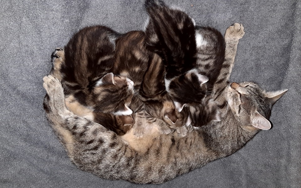 
        Zbiórka Na przetrwanie dla kociąt - zdjęcie główne
    