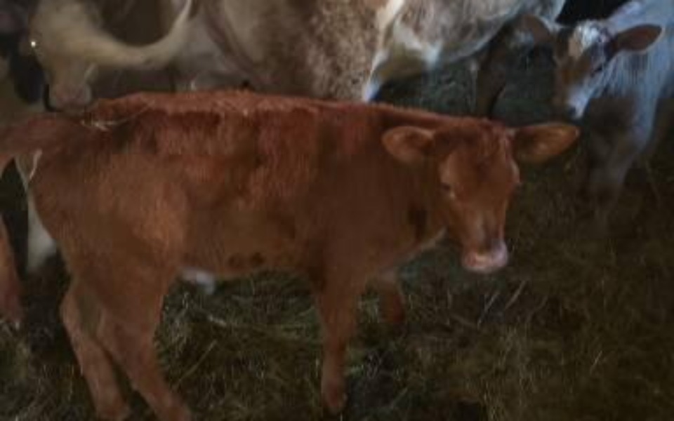 
        Zbiórka Zbiurka na pokarm dla zwieżąt - zdjęcie główne
    