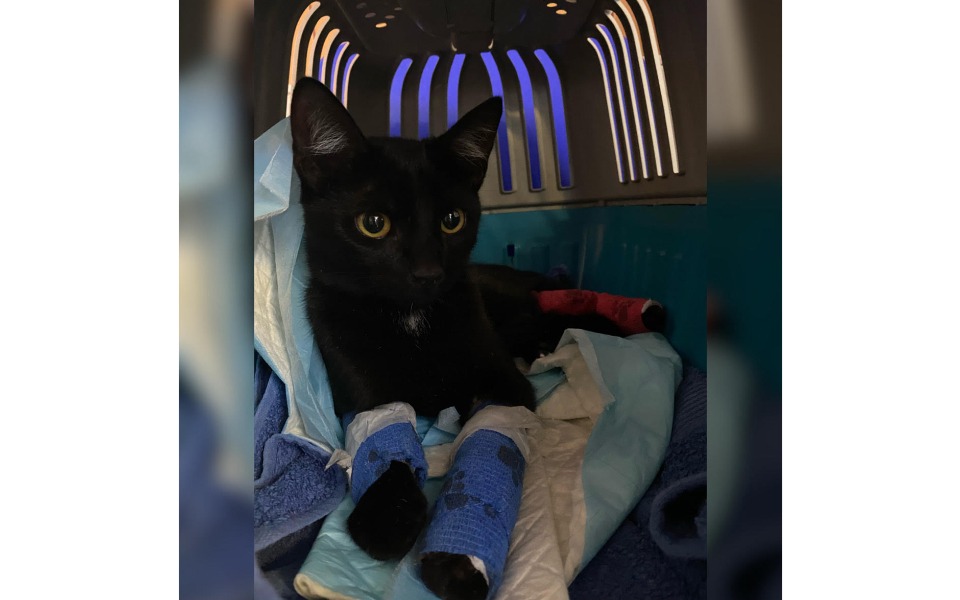 
        Zbiórka KIARA potrzebuje pomocy - zdjęcie główne
    