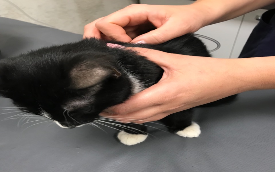 Zbiórka ROMEK zbiera na leczenie - zdjęcie główne