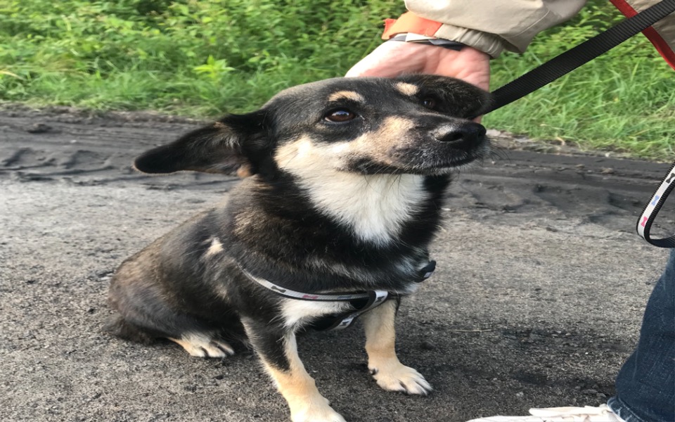 
        Zbiórka Pomóżmy Belli zacząć nowe życie - zdjęcie główne
    